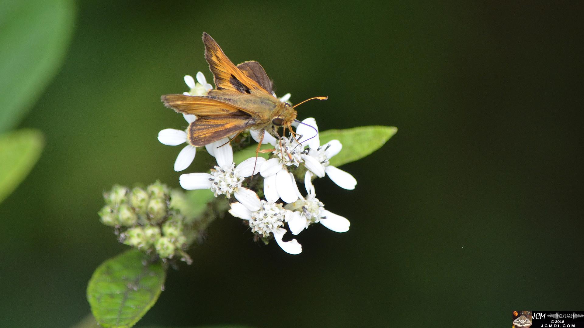 Skipper on white flowers (Nikon D5100)